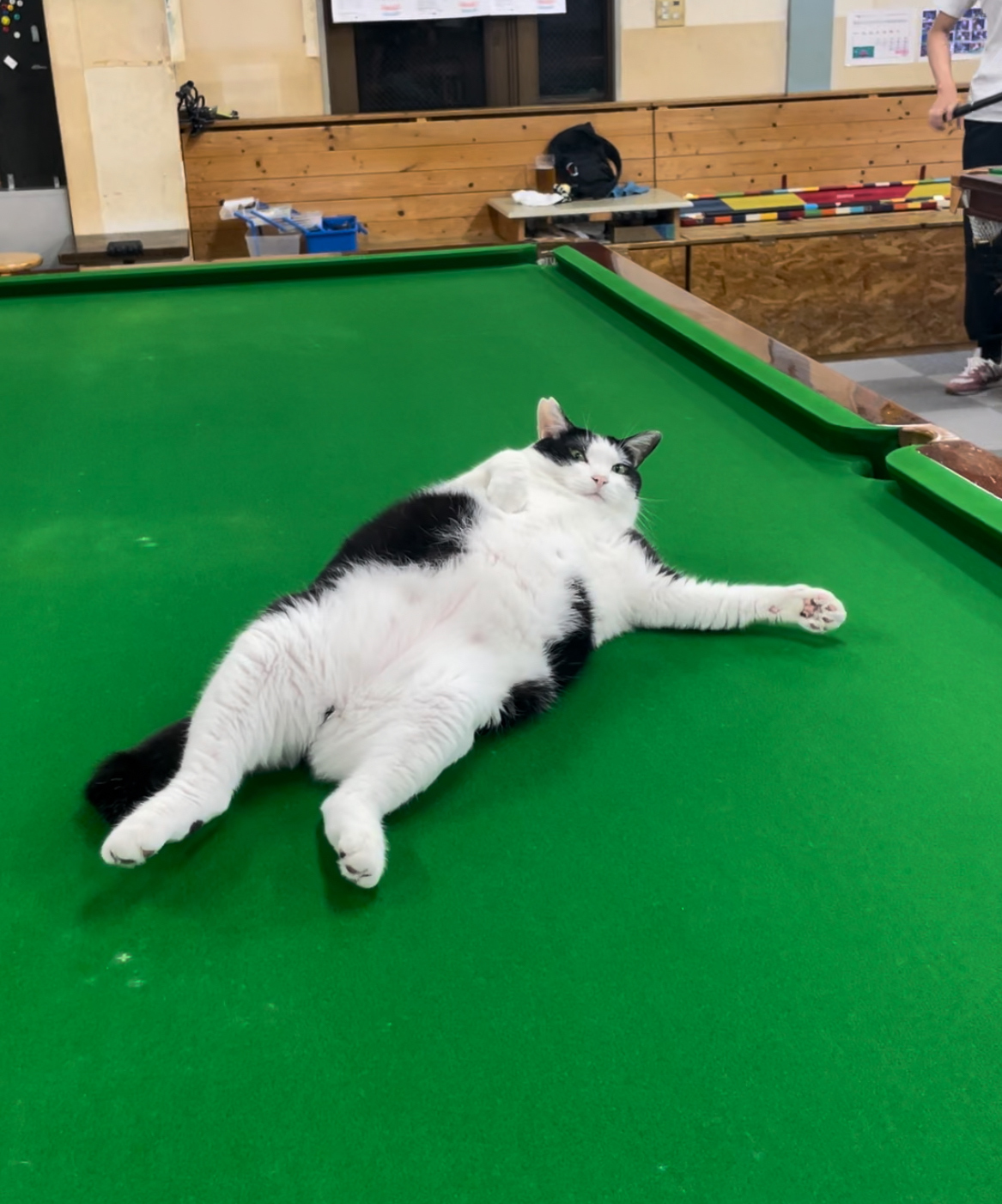 八 8 ハチ へそてん　猫