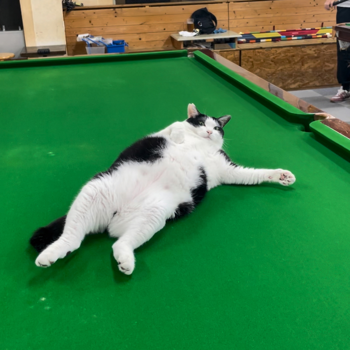 キーホルダーのモデルになった猫ちゃん